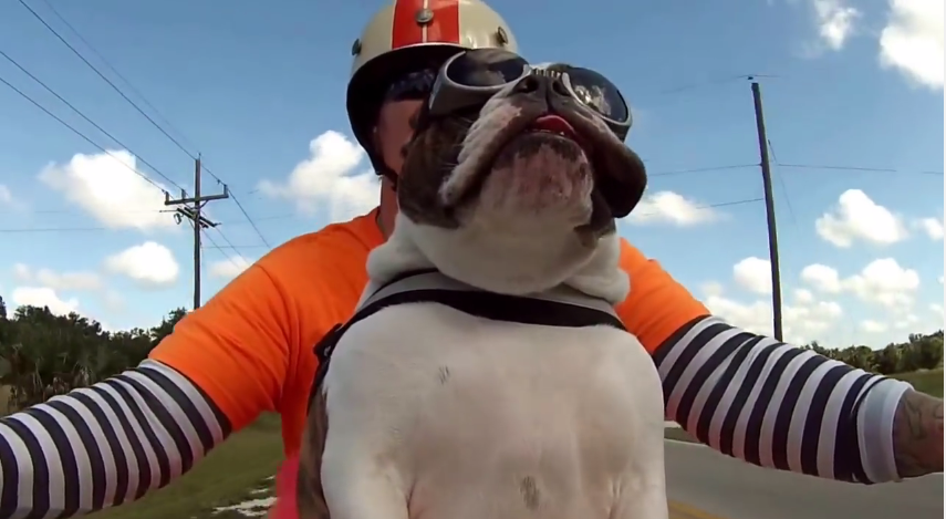LWG! Lewa w górę: Pies pozdrawia motocyklistów – zobacz wideo